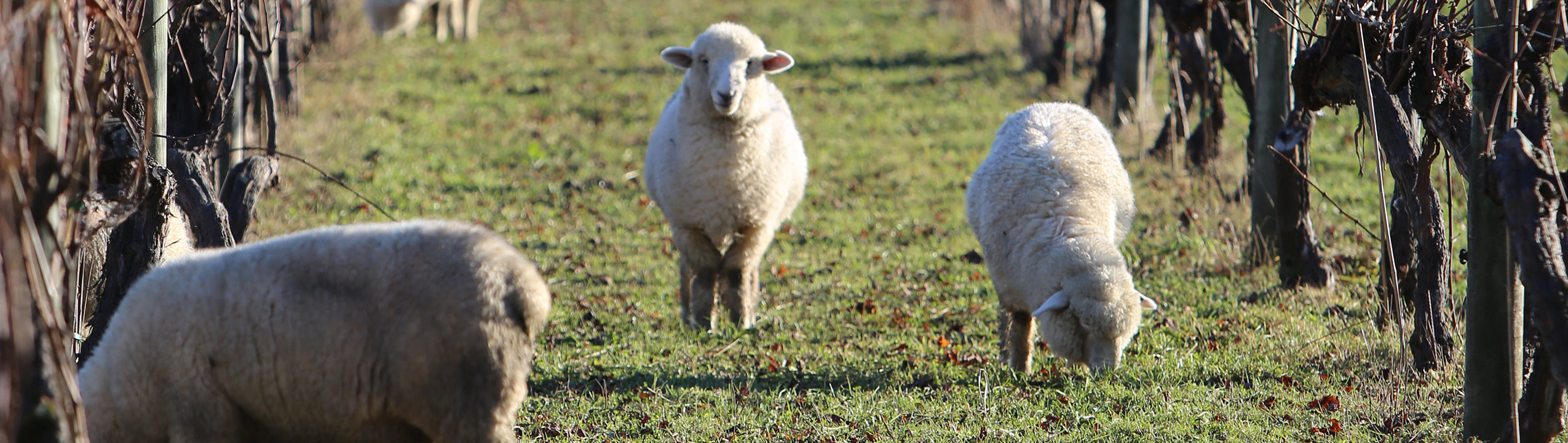 Three sheep on mowing duty in Neudorf's Home Block Vineyard